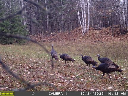 Property in Beltrami County, Minnesota