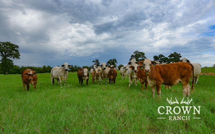 Riverfront Property for sale in Burleson County, Texas