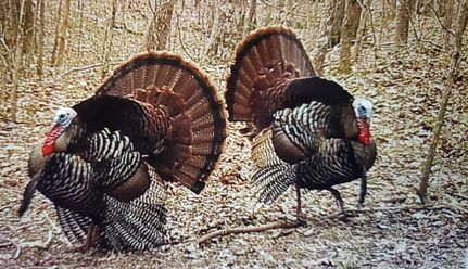 Hunting Land for sale in Weakley County, Tennessee