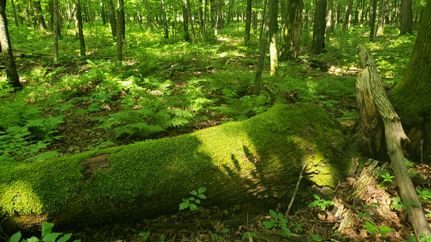 Property for sale in Price County, Wisconsin