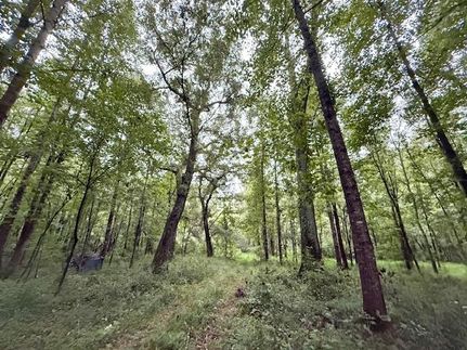 Hunting Land for sale in Oglethorpe County, Georgia