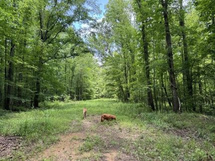 Property in Wilcox County, Alabama