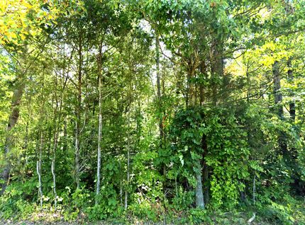 Undeveloped Land for sale in Orange County, Indiana