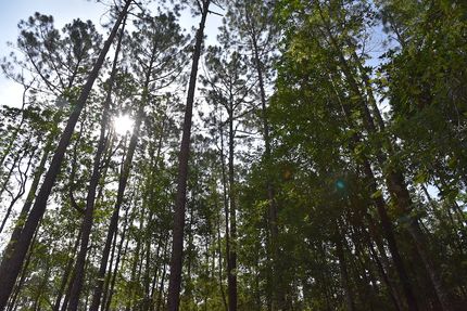 Property for sale in Clay County, Florida