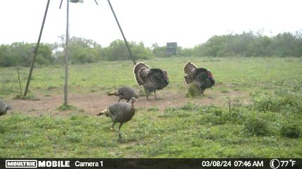 Property for sale in Bee County, Texas