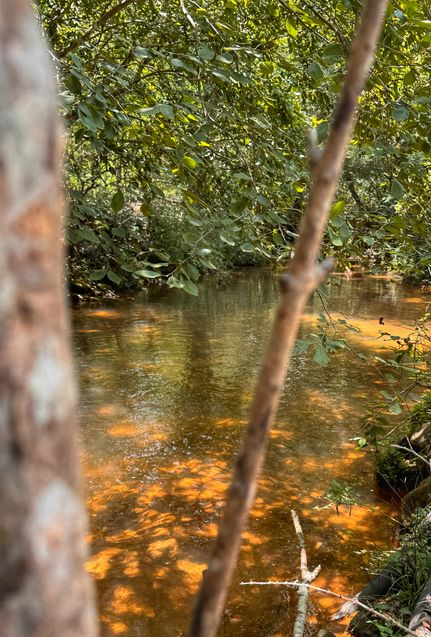 Property for sale in Fayette County, Alabama