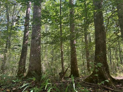 Property in Saint Clair County, Alabama