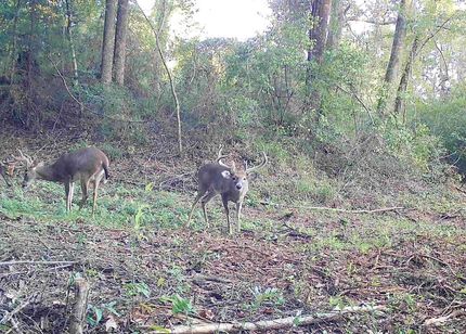 Property for sale in Butler County, Alabama