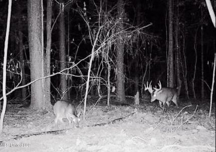 Property for sale in Scott County, Mississippi