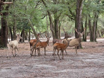 Ranch Property for sale in Lafayette County, Florida