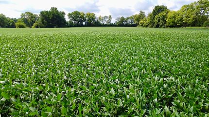 Undeveloped Land for sale in Madison County, Indiana