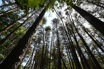 Property for sale in Wayne County, Tennessee