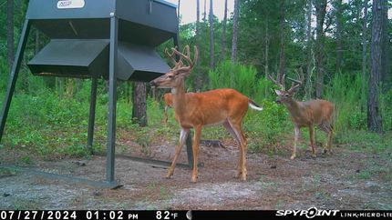 Property for sale in Telfair County, Georgia