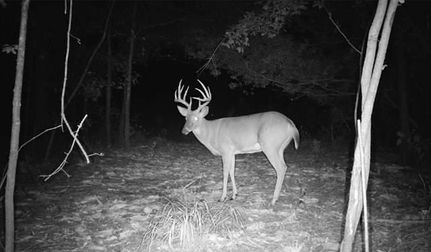 Timberland Property for sale in Terrell County, Georgia