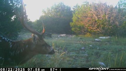 Hunting Land for sale in Edwards County, Texas