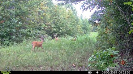 Property for sale in Benton County, Tennessee