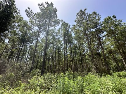Timberland Property for sale in Sabine County, Texas