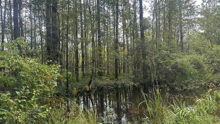 Hunting Land for sale in Screven County, Georgia