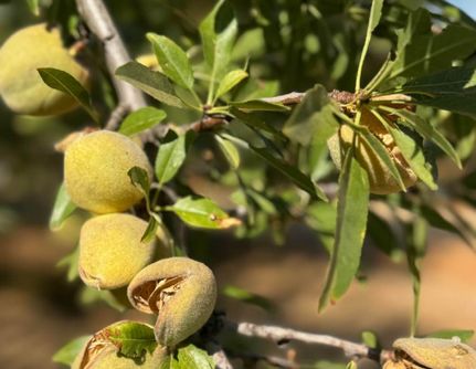 Farm Property for sale in Butte County, California