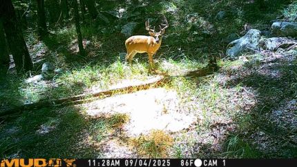 Property in Madison County, Alabama