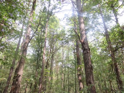 Property for sale in Caddo Parish, Louisiana