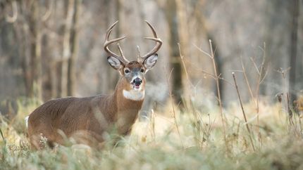 Hunting Land for sale in Sharp County, Arkansas