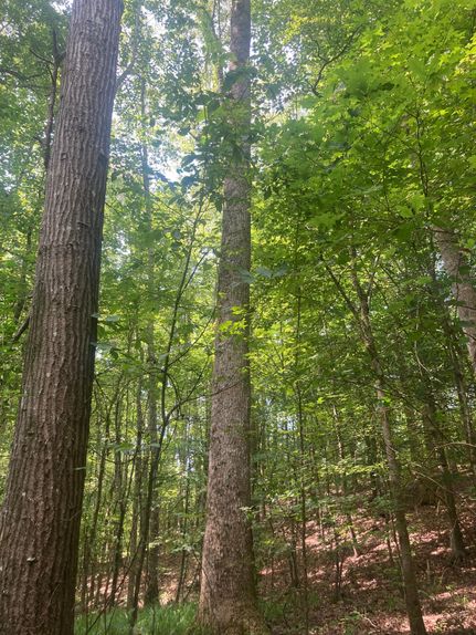 Timberland Property for sale in Hardeman County, Tennessee