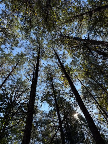 Property for sale in Blount County, Alabama