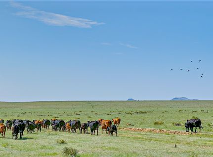 Property for sale in Union County, New Mexico