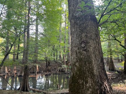 Property for sale in Haywood County, Tennessee