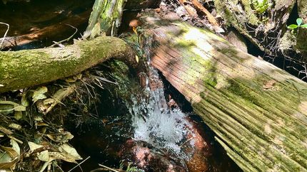 Timberland Property for sale in Santa Rosa County, Florida