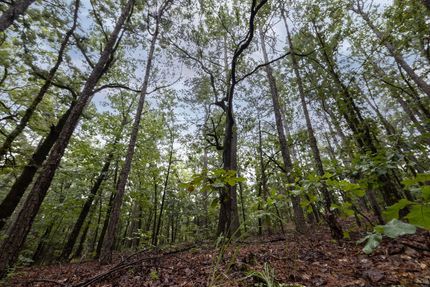 Hunting Land for sale in Le Flore County, Oklahoma