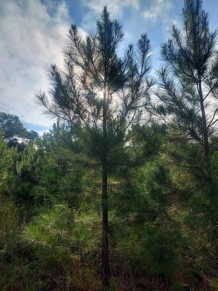 Property for sale in Quitman County, Georgia