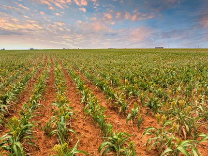 Hunting Land for sale in Hockley County, Texas