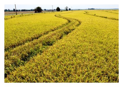 Property for sale in Monroe County, Arkansas