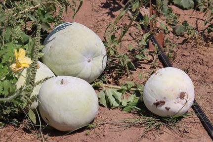 Property for sale in Atascosa County, Texas