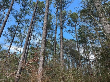 Undeveloped Land for sale in Wayne County, Mississippi