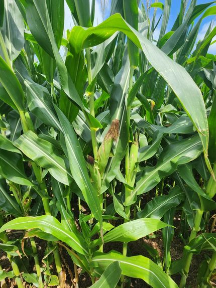 Property for sale in Saline County, Missouri