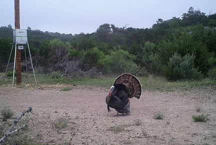 Hunting Land for sale in Edwards County, Texas