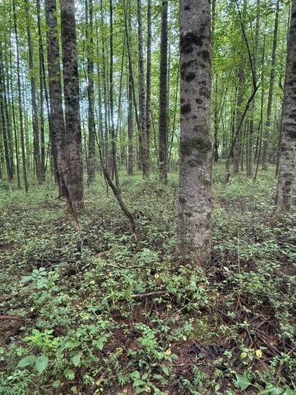 Property in Hall County, Georgia