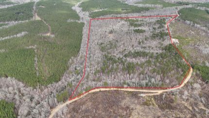 Hunting Land for sale in Marion County, Alabama