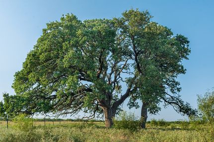 Property for sale in McCulloch County, Texas