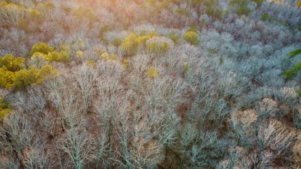 Property for sale in Cleburne County, Alabama