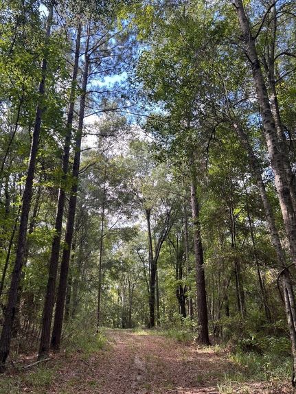 Hunting Land for sale in Dale County, Alabama