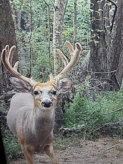 Property for sale in Muhlenberg County, Kentucky