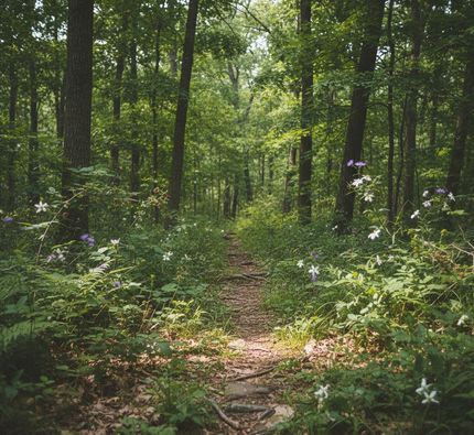 Timberland Property for sale in DeKalb County, Tennessee