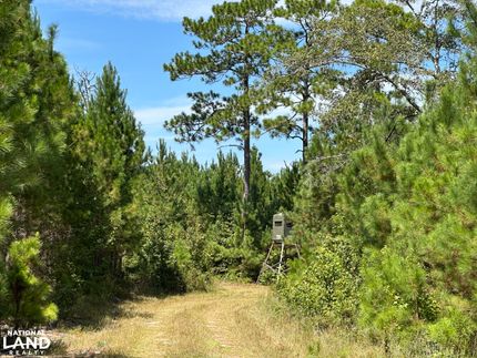 Timberland Property for sale in Williamsburg County, South Carolina