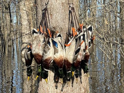 Residential Property for sale in Poinsett County, Arkansas