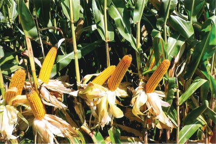 Farm Property for sale in Cass County, Indiana