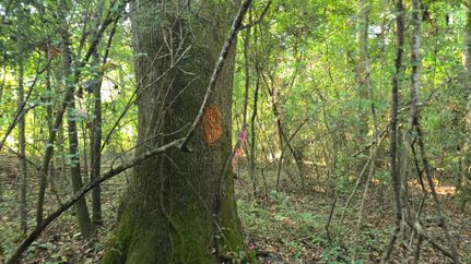 Property for sale in Franklin County, Mississippi